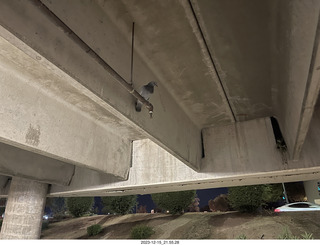 cats Potato and Pickle