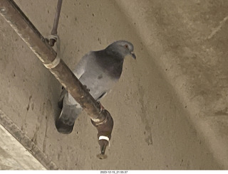 Scottsdale Arts parking - pigeon