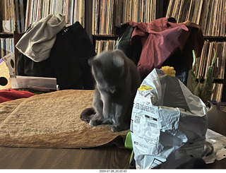 my cat Jane and my new-plants cactus planter