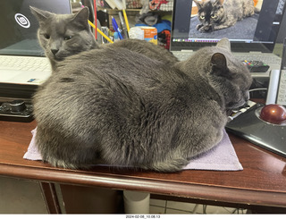 my cats Devin and Jane