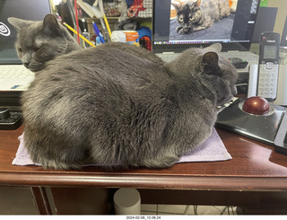 my cats Devin and Jane