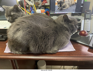 my new cat Scruffles and my cat Devin