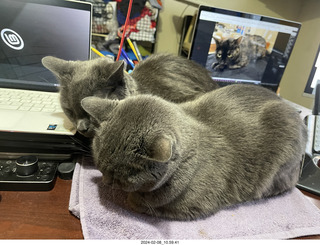 my cats Scruffles and Devin