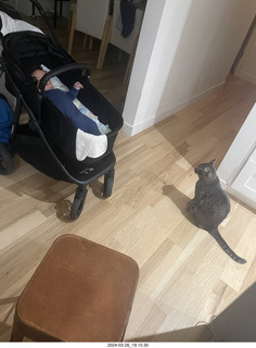 Anthony junior and Potato