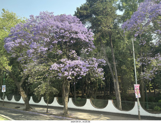113 a24. Mexico City - Coyoacan - jacarandas