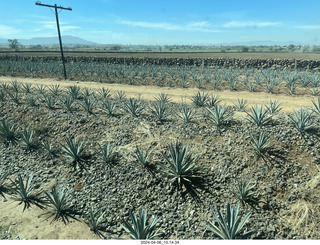 25 a24. Jose Cuerto train to Tequlia