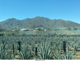 31 a24. Jose Cuerto train to Tequlia