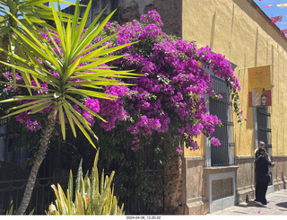 91 a24. town of Tequila tour - colorful plants