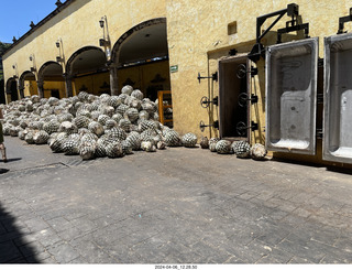 101 a24. town of Tequila tour  - how they make tequila
