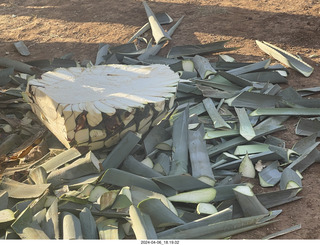 225 a24. harvesting stop - harvesting agave plant