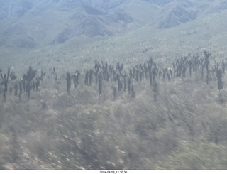 89 a24. drive from Torreon to Monterrey- cool cactus-style trees