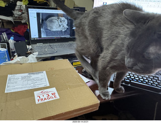 my cats Devin and Jane