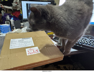 my cat Devin and incoming eBay record