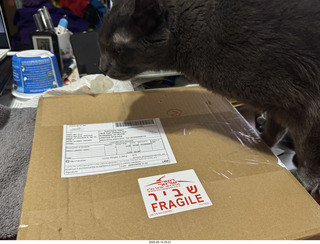 my cats Devin and Jane