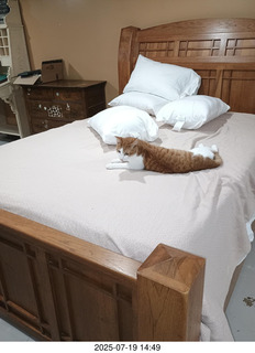 Facebook cat picture