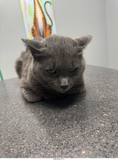 Vet visit (Krista Gibson) - Devin