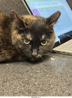 cat videos when Jane and Miss Pris fought