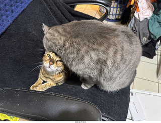 full foodbowls - cats Pickle and Potato