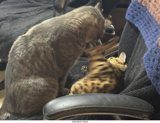 cats Potato and Pickle