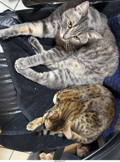 cats Potato and Pickle