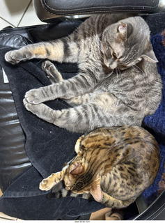 guest cats Potato and Pickle