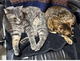 Potato in a box with Pickle