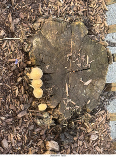 Midtown Manhattan restaurant - flowers