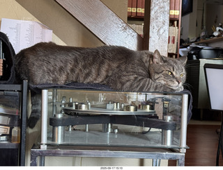 cat Potato atop my Transcriptor turntable