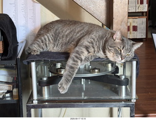 cat Potato atop my Transcriptor turntable