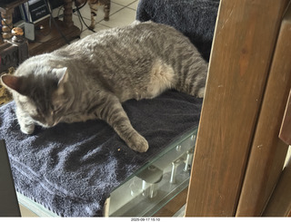 cat Potato atop my Transcriptor turntable
