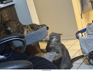 cats Potato and Pickle