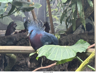 New York City - Central Park Zoo - bird