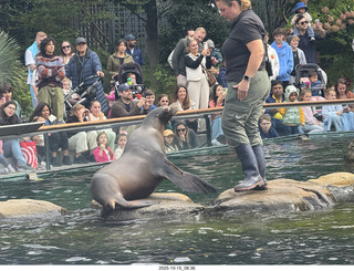 New York City - Central Park Zoo - sea lion