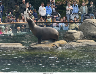 New York City - Central Park Zoo - sea lion