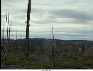 147 a2n. Bryce Canyon National Park burnt trees