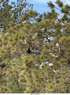 250 a2n. TF - Bryce Canyon National Park - Blue Jay in a tree