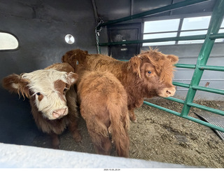 262 a2n. TF - Bryce Canyon National Park - cows in a trailer