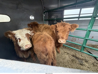 263 a2n. TF - Bryce Canyon National Park - cows in a trailer