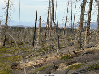 280 a2n. TF - Bryce Canyon National Park - burnt trees