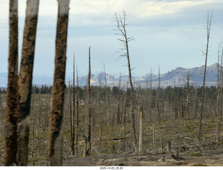 281 a2n. TF - Bryce Canyon National Park - burnt trees