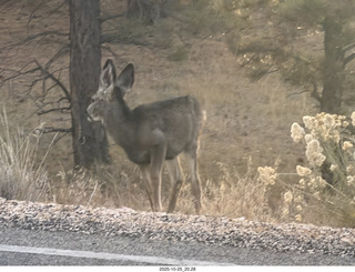 308 a2n. TF - Bryce Canyon National Park - mule deer