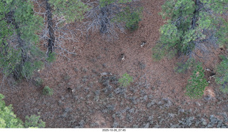 113 a2n. drone - Bryce Canyon National Park - mule deer
