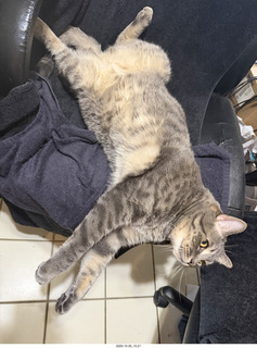 cats Potato and Pickle