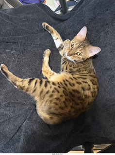 cats Potato and Pickle