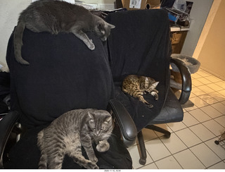 cats Potato and Pickle