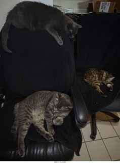 Adam and cats Devin and Pickle