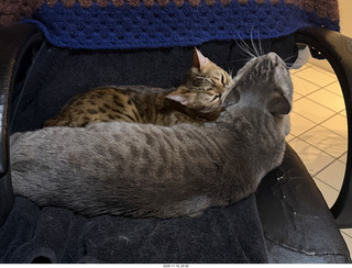 cats Potato and Pickle