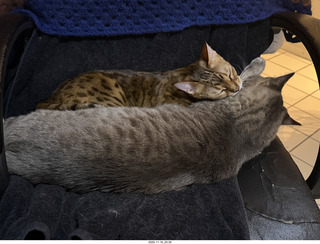 cats Pickle and Potato