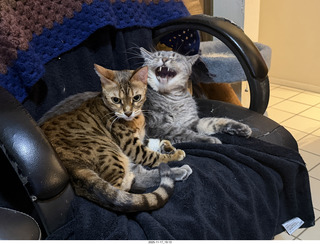 cats Potato and Pickle