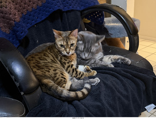 cats Pickle and Potato